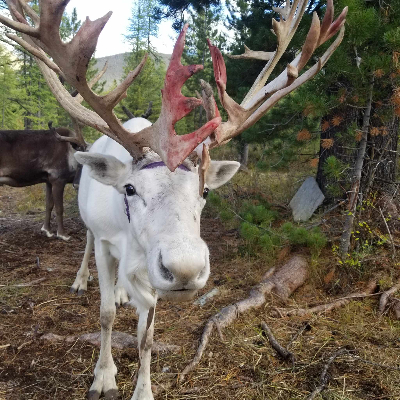 herder